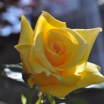 DSC_0284