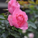 DSC_0448