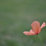 DSC_0547
