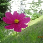 IMG_0211