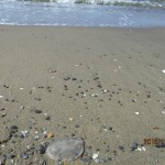 IMG_0646