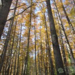 IMG_0806