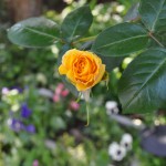 DSC_0236