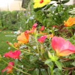 IMG_3498