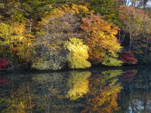 仙台の紅葉