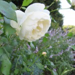 IMG_0070
