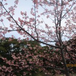 IMG_8599