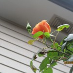 IMG_8934