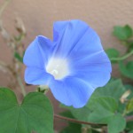 IMG_0567