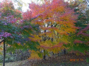 仙台紅葉